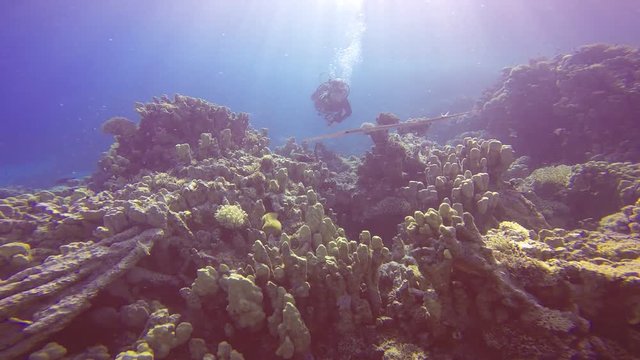 Дайвинг в Красном море близ Египта. Подводный видеооператор и рыба флейта.