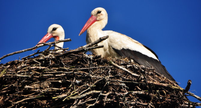 Storch im Nest auf Ausschau in den Himmel