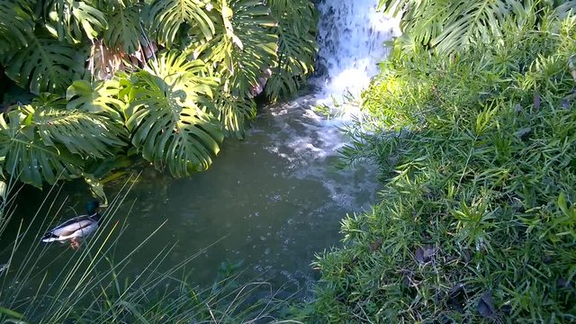 patos Anade, macho y hembra nadando bajo una cascada entre hojas verde