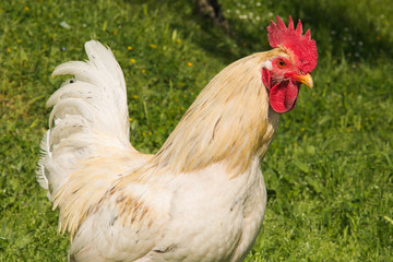 Ritratto di un gallo bianco