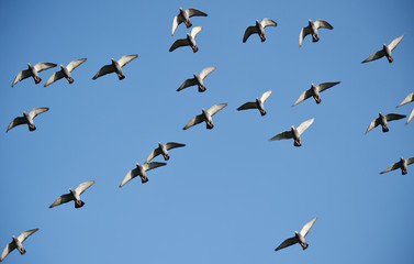 Tauben fliegen 