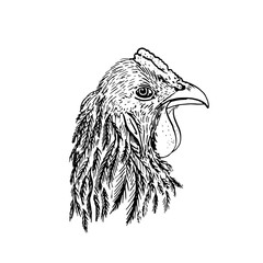 ink drawing head of chiken