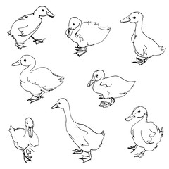 sketch of ducklings