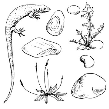 lisard,stones and plants
