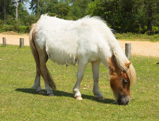 Obraz na płótnie Canvas White wild pony The New Forest Hampshire England UK