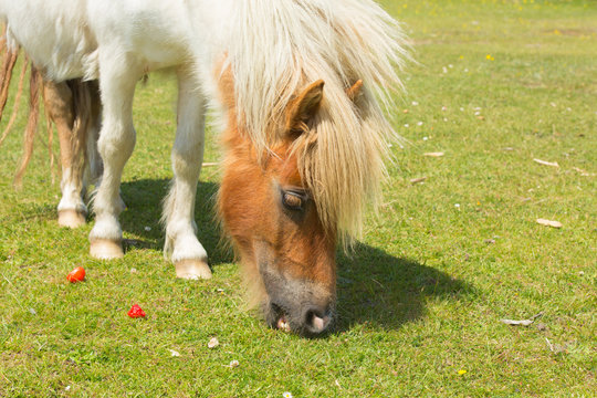Pony eating strawberries The New Forest Hampshire England UK