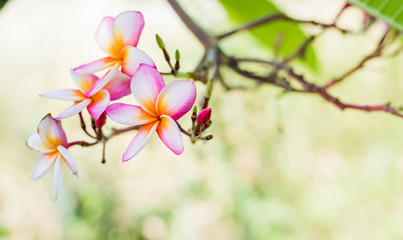 Pink plumeria on the plumeria tree