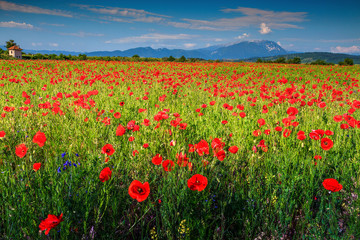 Spectacular summer landscape with red poppy field,Transylvania,Romania,Europe