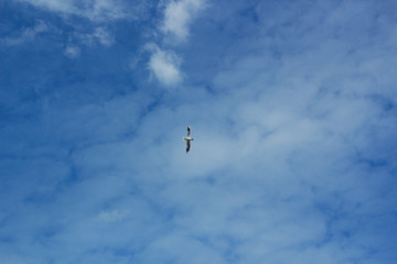 Flying seagull in the sky, a symbol of freedom and spaciousness