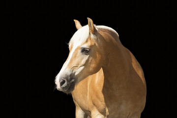 Haflinger Stute