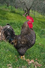 RItratto di un gallo