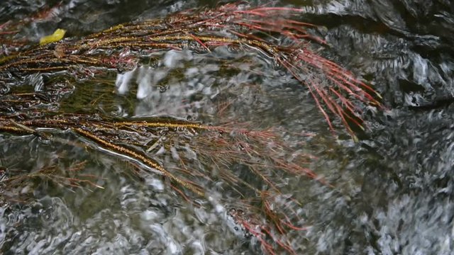 rocks and leaves in wild stream through a forest. Ehrbach canyon at mosel valley. (Brodenbach, germany)