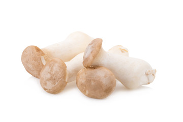 King Oyster mushroom (Eringi) on white backgroud