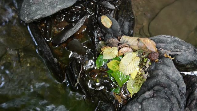rocks and leaves in wild stream through a forest. Ehrbach canyon at mosel valley. (Brodenbach, germany)