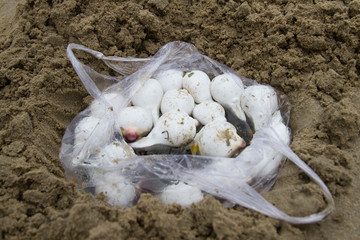 Baby-Kugelfische in Plastiktüte am Strand