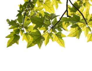 Obraz premium tree branch isolated