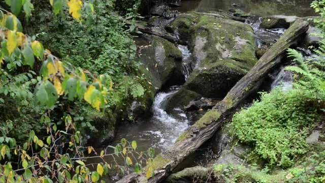 wild stream through a forest. Ehrbach canyon at mosel valley. (Brodenbach, germany) 
