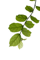 Naklejka na ściany i meble green tree leaf isolated