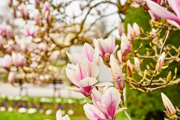 Pink magnolia flowers in spring time / Magnolia tree blossom in spring garden