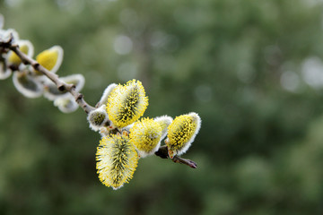 lush spring flowering willow fur seals/lush blooming delicate flowers branch of a willow in the spring