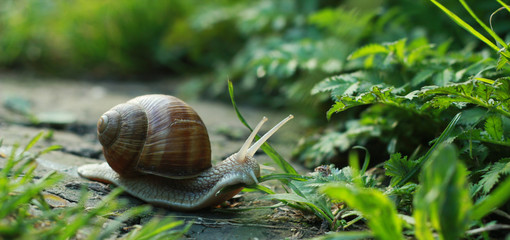 Snail with shell, in the summer on the nature