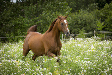 Obraz premium Vollblut Araber Stute in Bewegung