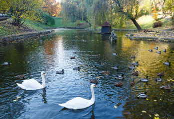 Pond with wild ducks and swans.
