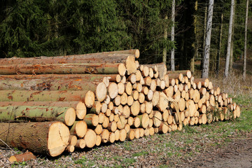 Holzverarbeitung Rodung Holzstämme Waldpflege © Karina Gebert