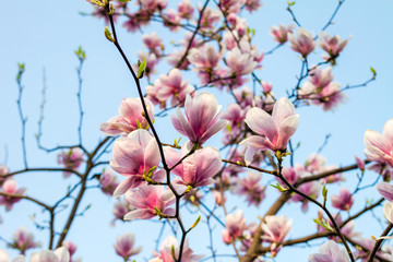 Magnolia tree blossom. Blossom magnolia branch against blue sky. Magnolia flowers in spring time. Pink Magnolia or Tulip tree in botanical garden.