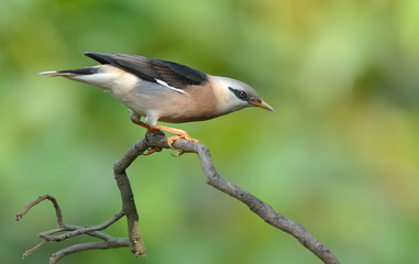 Bird (Vinous - breasted Starling) , Thailand