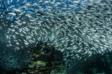 sardine school of fish underwater © Andrea Izzotti