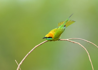 Bird (Green Bee-eater) , Thailand