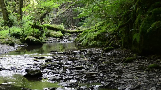 wild stream through a forest. Ehrbach canyon at mosel valley. (Brodenbach, germany) 
