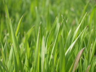 Fototapeta na wymiar Green grass macro