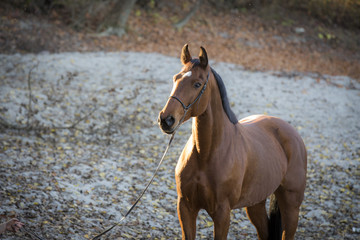 Fototapeta premium Warmblut Wallach