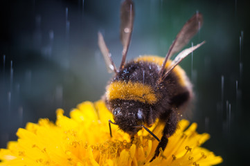 Macro of a bumblebee collecting nectar on flower - obrazy, fototapety, plakaty