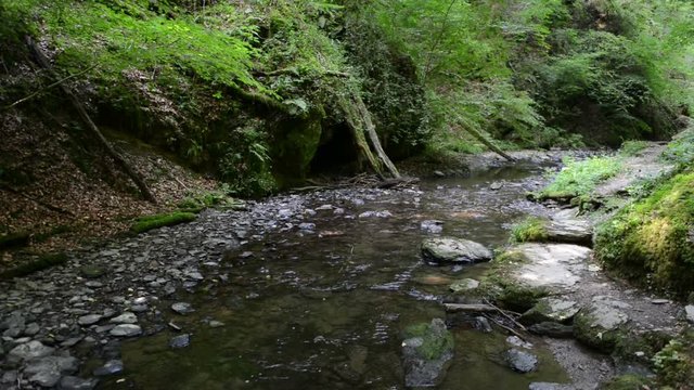 wild stream through a forest. Ehrbach canyon at mosel valley. (Brodenbach, germany) 
