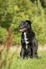 Schwarzer Labrador Mischling