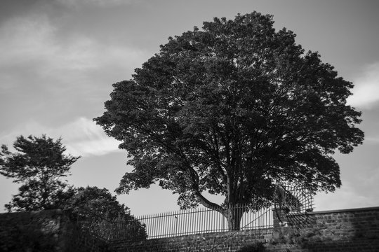 Fototapeta arbre2