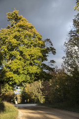 Autumn View of Trees and Foliage in natural landscape