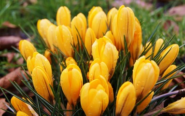 Colourful Spring Crocus.
