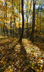 Fototapeta premium Morning autumn forest.