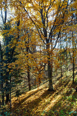Obraz premium Morning autumn forest.