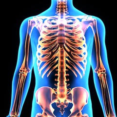 3D illustration  skeleton ribs