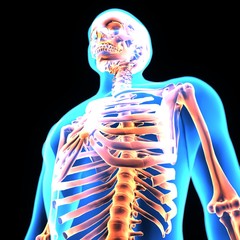 3D illustration  skeleton side bone muscle