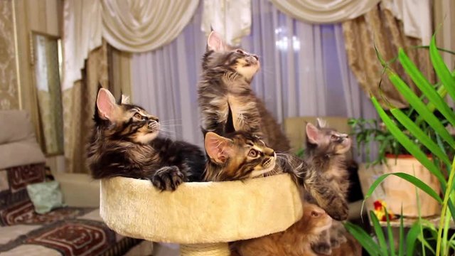 Funny cats Maine Coons