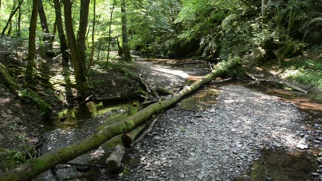 wild stream through a forest. Ehrbach canyon at mosel valley. (Brodenbach, germany) 
