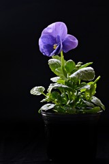Viola Flower