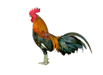 Fototapeta premium Rooster isolated on white background