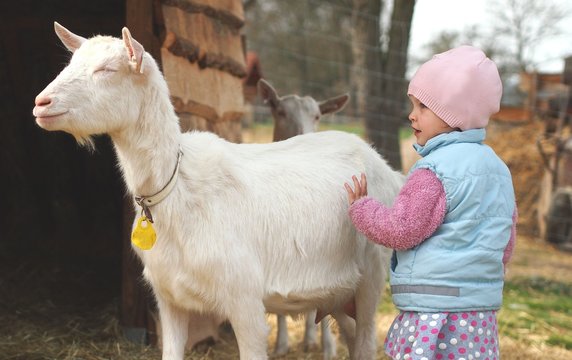 Little girl stroking a white goat on a farm. Springtime.